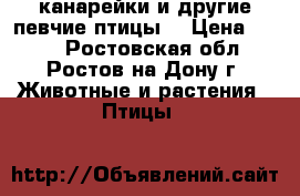 канарейки и другие певчие птицы  › Цена ­ 500 - Ростовская обл., Ростов-на-Дону г. Животные и растения » Птицы   